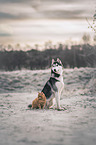 Siberian Husky and domestic cat