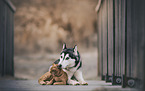 Siberian Husky and domestic cat