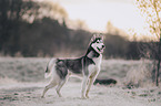 Siberian Husky