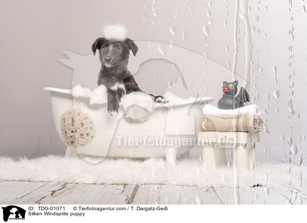 Silken Windsprite Welpe / Silken Windsprite puppy / TDG-01071