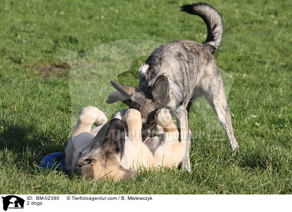 2 Hunde / 2 dogs / BM-02390