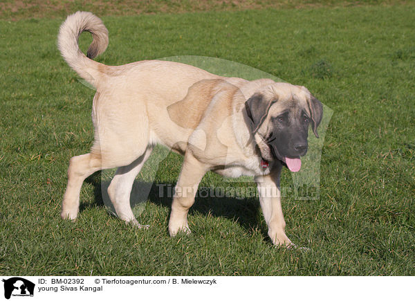 junger Sivas Kangal / young Sivas Kangal / BM-02392