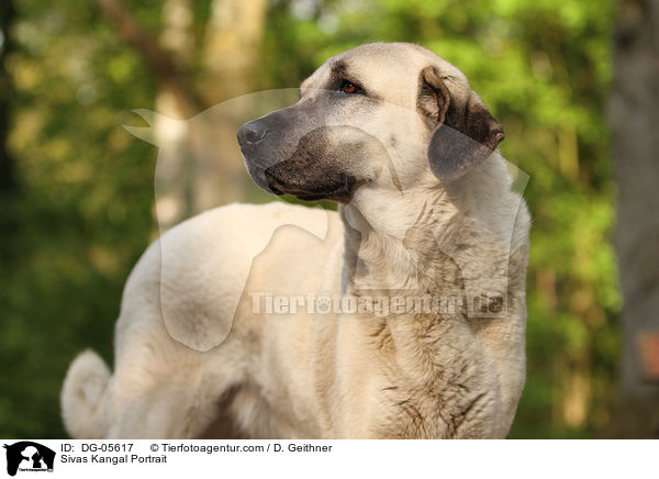 Sivas Kangal Portrait / Sivas Kangal Portrait / DG-05617