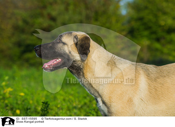 Sivas Kangal Portrait / Sivas Kangal portrait / SST-15595