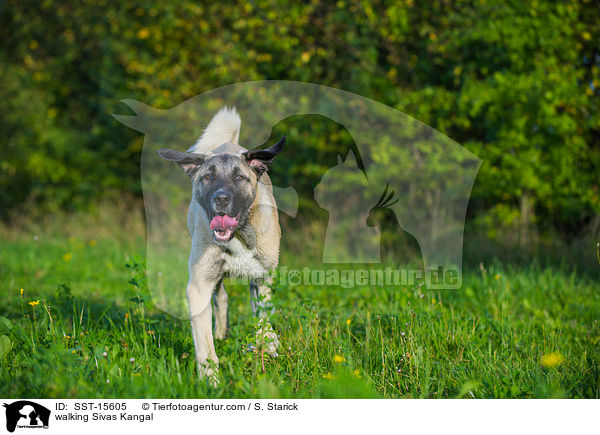 laufender Sivas Kangal / walking Sivas Kangal / SST-15605