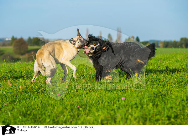 2 Hunde / 2 dogs / SST-15614