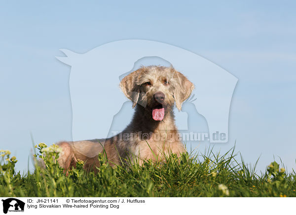 lying Slovakian Wire-haired Pointing Dog / JH-21141