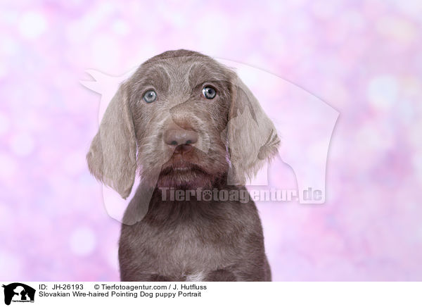 Slowakischer Rauhbart Welpe Portrait / Slovakian Wire-haired Pointing Dog puppy Portrait / JH-26193