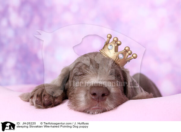 schlafender Slowakischer Rauhbart Welpe / sleeping Slovakian Wire-haired Pointing Dog puppy / JH-26220