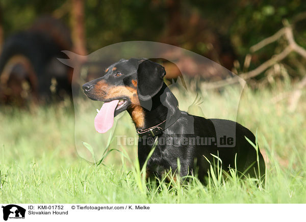 Slowakische Schwarzwildbracke / Slovakian Hound / KMI-01752