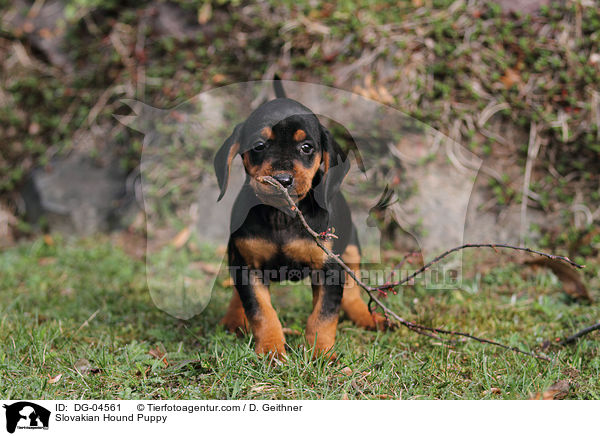 Slowakische Schwarzwildbracke Welpe / Slovakian Hound Puppy / DG-04561