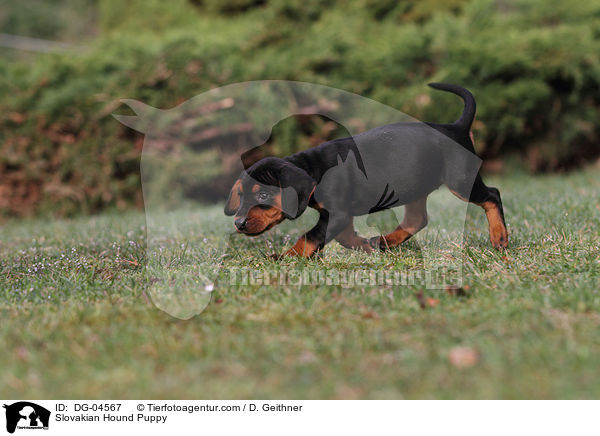 Slowakische Schwarzwildbracke Welpe / Slovakian Hound Puppy / DG-04567