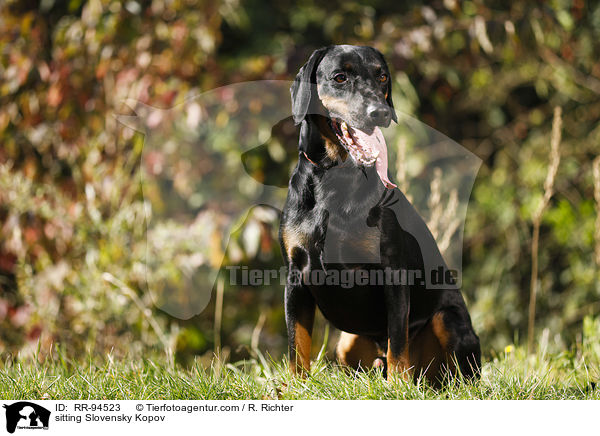 sitzende Slowakische Schwarzwildbracke / sitting Slovensky Kopov / RR-94523