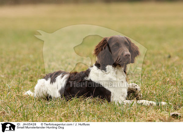 Kleiner Mnsterlnder / Small Munsterlander Hunting Dog / JH-05428