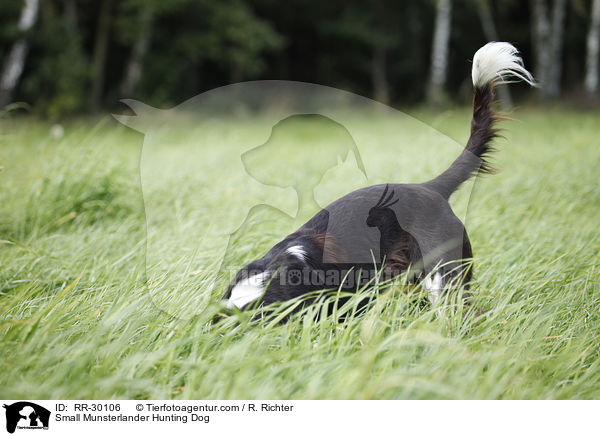 Kleiner Mnsterlnder / Small Munsterlander Hunting Dog / RR-30106