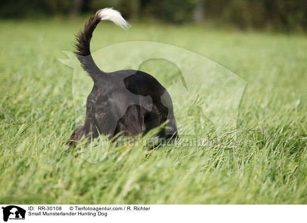 Kleiner Mnsterlnder / Small Munsterlander Hunting Dog / RR-30108
