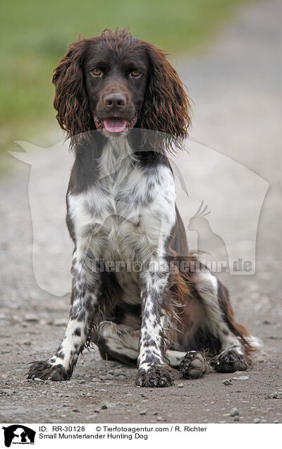 Kleiner Mnsterlnder / Small Munsterlander Hunting Dog / RR-30128