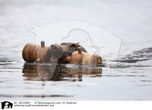 apportierender Kleiner Mnsterlnder / retrieving small munsterlander dog / DG-03801