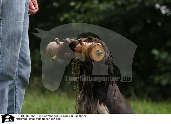 apportierender Kleiner Mnsterlnder / retrieving small munsterlander dog / DG-03802