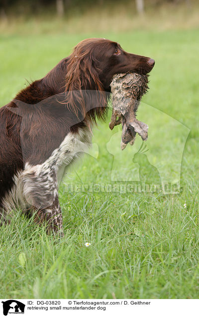 apportierender Kleiner Mnsterlnder / retrieving small munsterlander dog / DG-03820