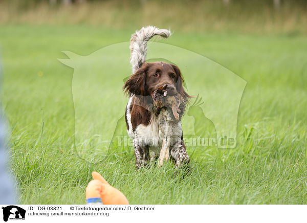 apportierender Kleiner Mnsterlnder / retrieving small munsterlander dog / DG-03821