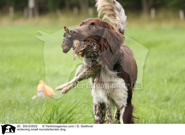 apportierender Kleiner Mnsterlnder / retrieving small munsterlander dog / DG-03822
