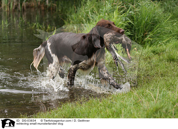 apportierender Kleiner Mnsterlnder / retrieving small munsterlander dog / DG-03834