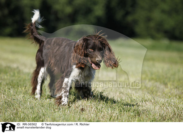 small munsterlander dog / RR-36562