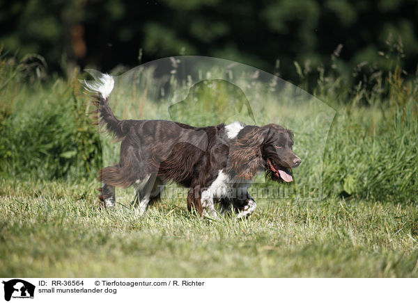 small munsterlander dog / RR-36564