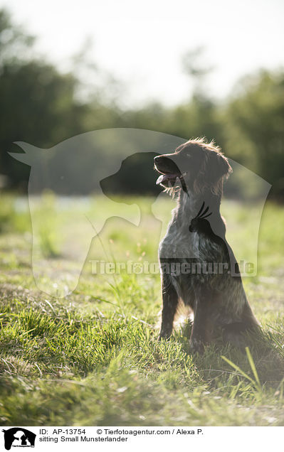 sitzender Kleiner Mnsterlnder / sitting Small Munsterlander / AP-13754