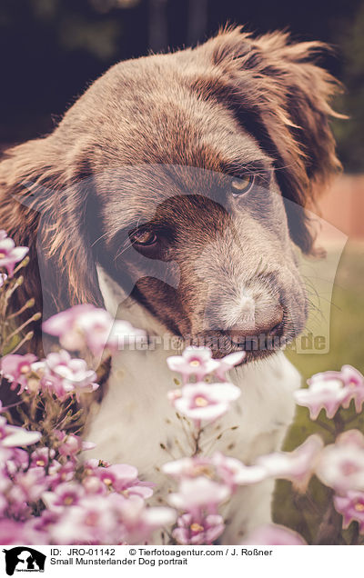 Kleiner Mnsterlnder Portrait / Small Munsterlander Dog portrait / JRO-01142