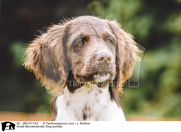 Kleiner Mnsterlnder Portrait / Small Munsterlander Dog portrait / JRO-01143