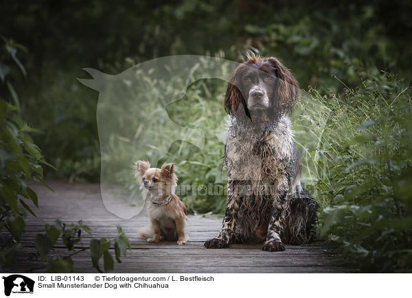 Kleiner Mnsterlnder mit Chihuahua / Small Munsterlander Dog with Chihuahua / LIB-01143