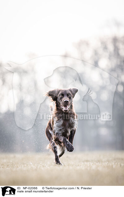 Kleiner Mnsterlnder Rde / male small munsterlander / NP-02066