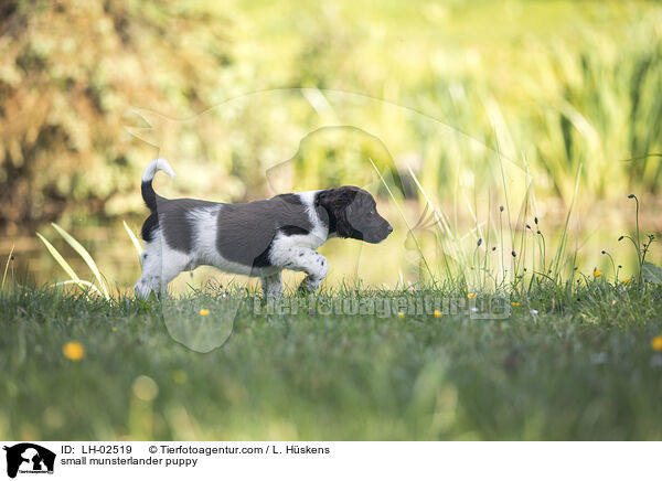 Kleiner Mnsterlnder Welpe / small munsterlander puppy / LH-02519