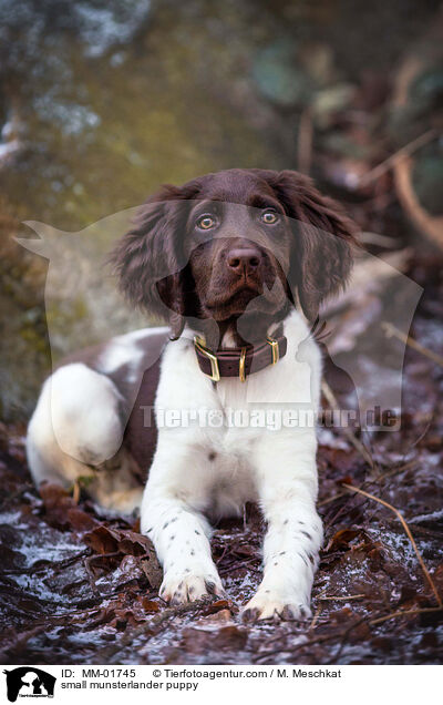 Kleiner Mnsterlnder Welpe / small munsterlander puppy / MM-01745