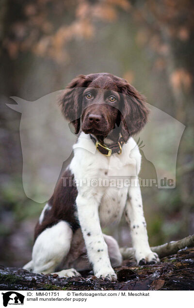 Kleiner Mnsterlnder Welpe / small munsterlander puppy / MM-01751