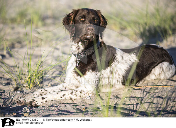 Kleiner Mnsterlnder / small munsterlander / MAW-01380