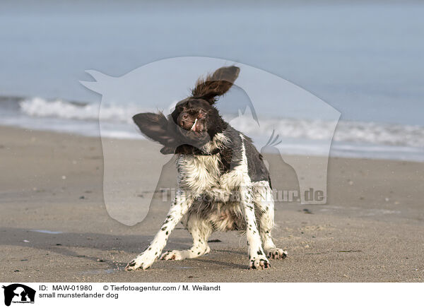 Kleiner Mnsterlnder / small munsterlander dog / MAW-01980