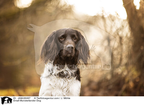 Kleiner Mnsterlnder / Small Munsterlander Dog / JAM-06487