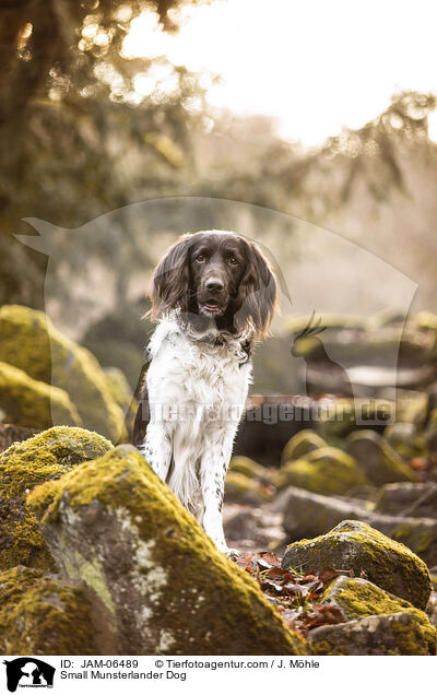 Kleiner Mnsterlnder / Small Munsterlander Dog / JAM-06489