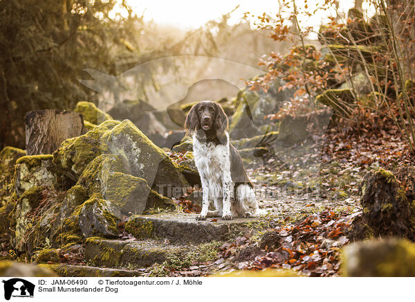 Kleiner Mnsterlnder / Small Munsterlander Dog / JAM-06490