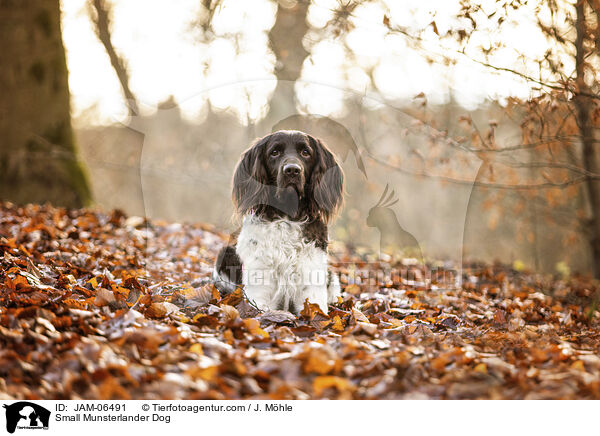 Kleiner Mnsterlnder / Small Munsterlander Dog / JAM-06491