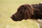 Small Munsterlander Hunting Dog