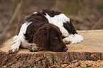 Small Munsterlander Hunting Dog