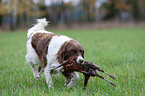 Small Munsterlander Hunting Dog