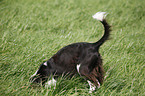 Small Munsterlander Hunting Dog