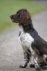 Small Munsterlander Hunting Dog