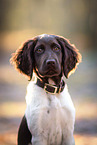 small munsterlander puppy