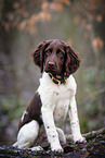 small munsterlander puppy